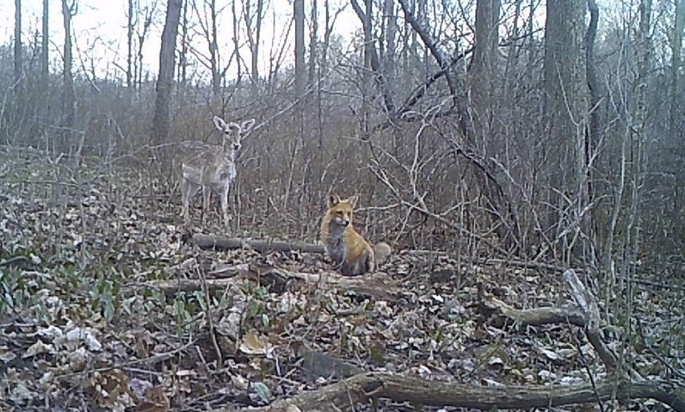 Cuteness alert U of Guelph prof s fox videos showcase wildlife