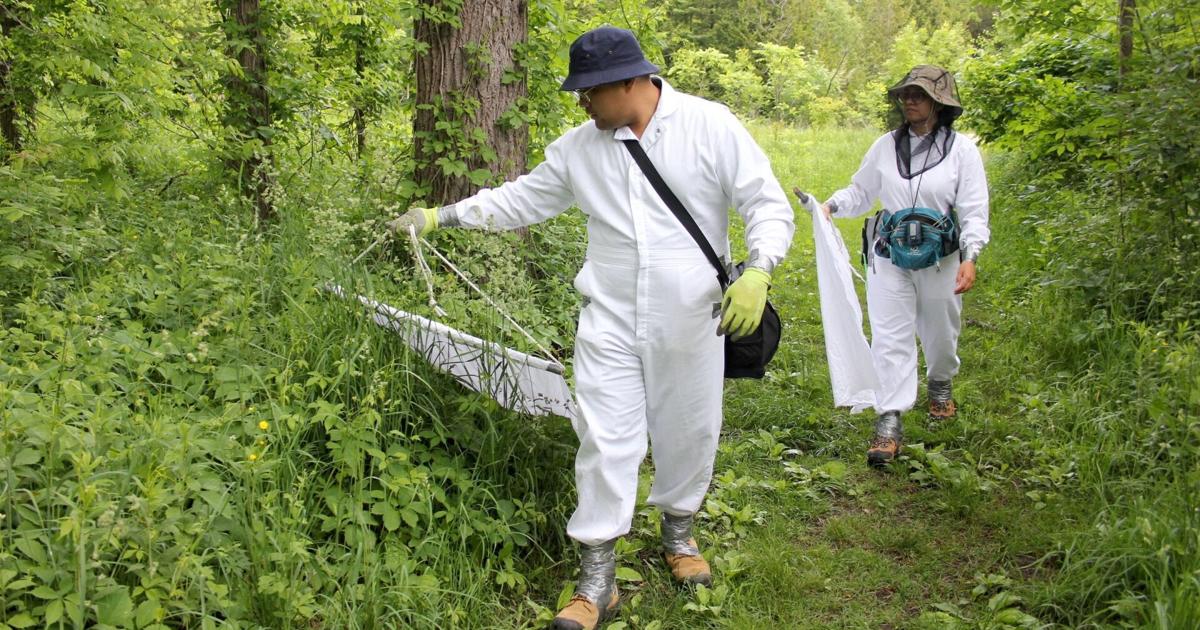 Deer Ticks Showing Up In Guelph Wellington Area Guelph Mercury Tribune