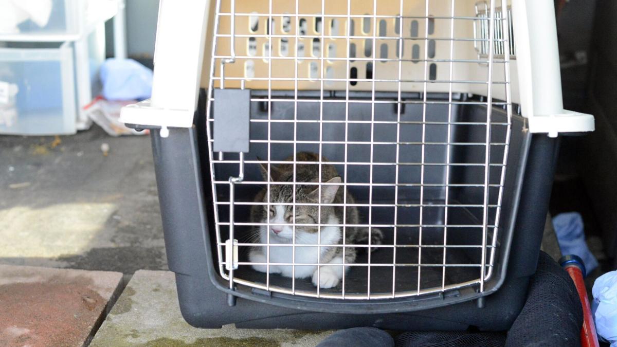 80 Cats Surrendered To Guelph Humane