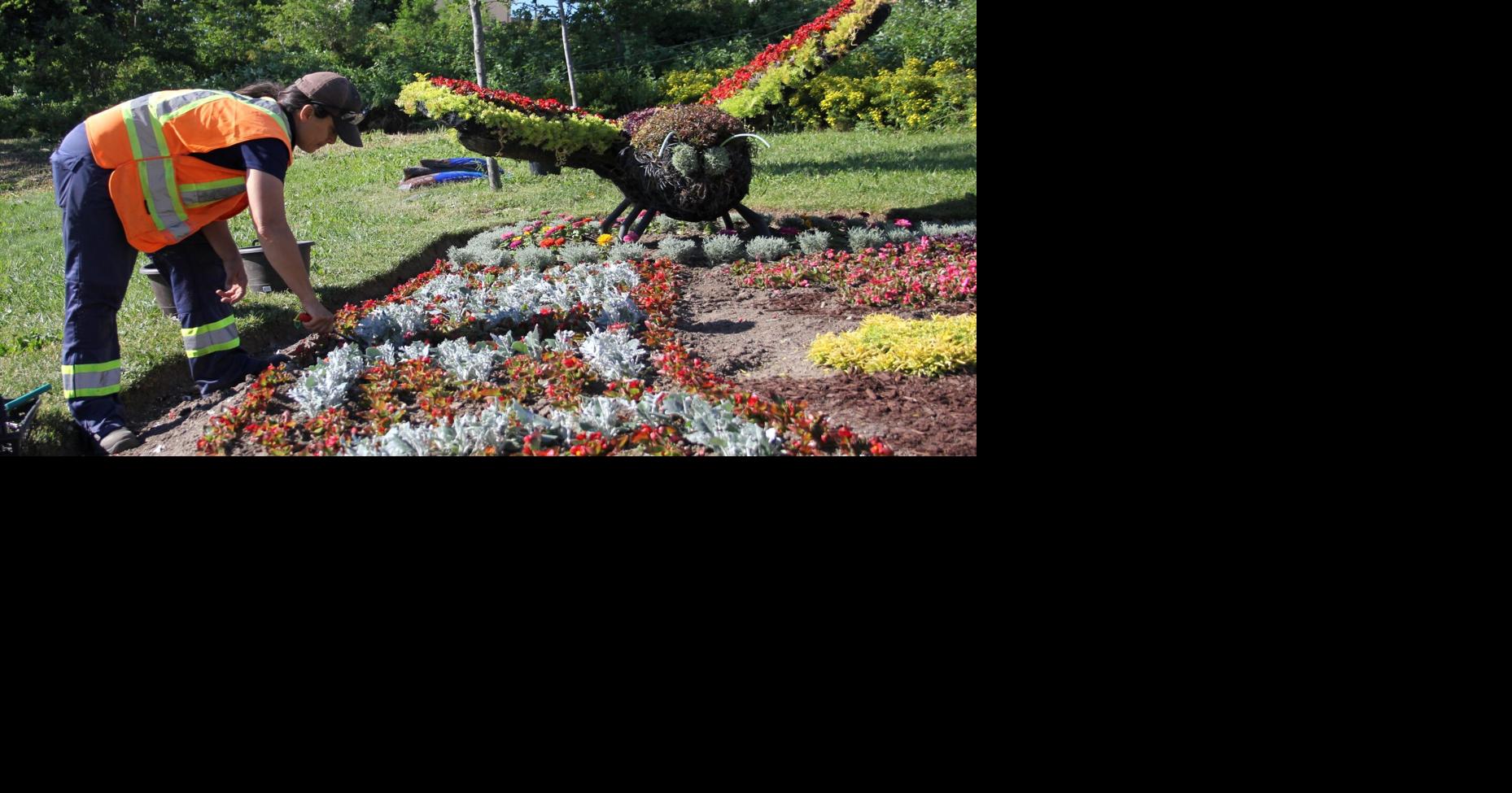 The buzz about Guelph's flower sculptures