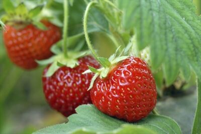 Pick strawberries