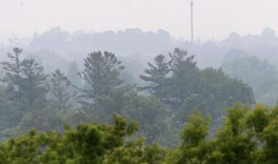 Fog in trees