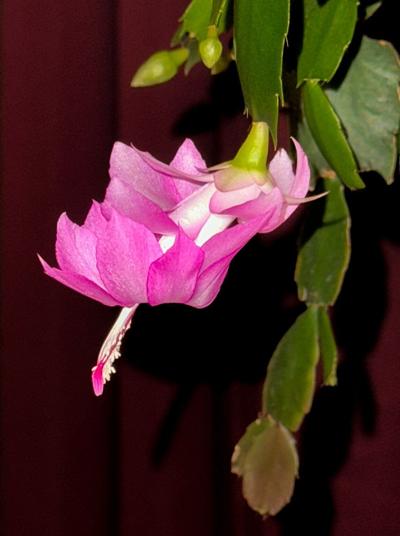 Christmas cactus