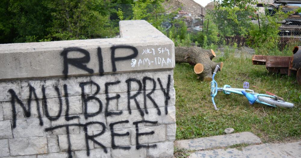 Guelph neighbourhood laments loss of Neeve Street mulberry tree