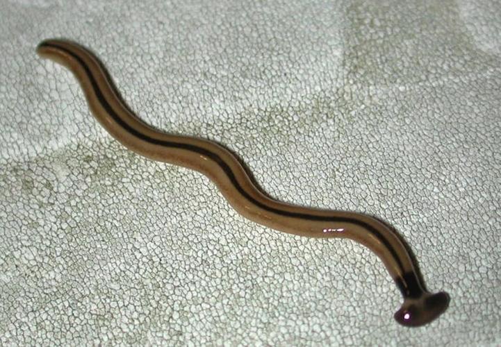 Hammerhead worm