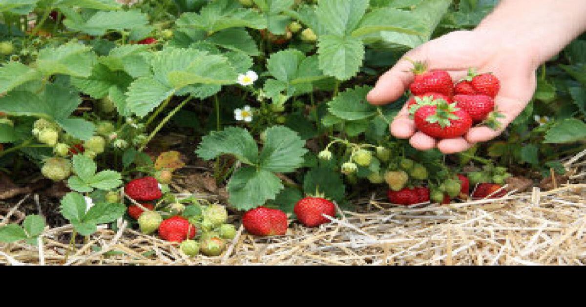 Guelpharea growers forecast ‘great’ strawberry crop this summer