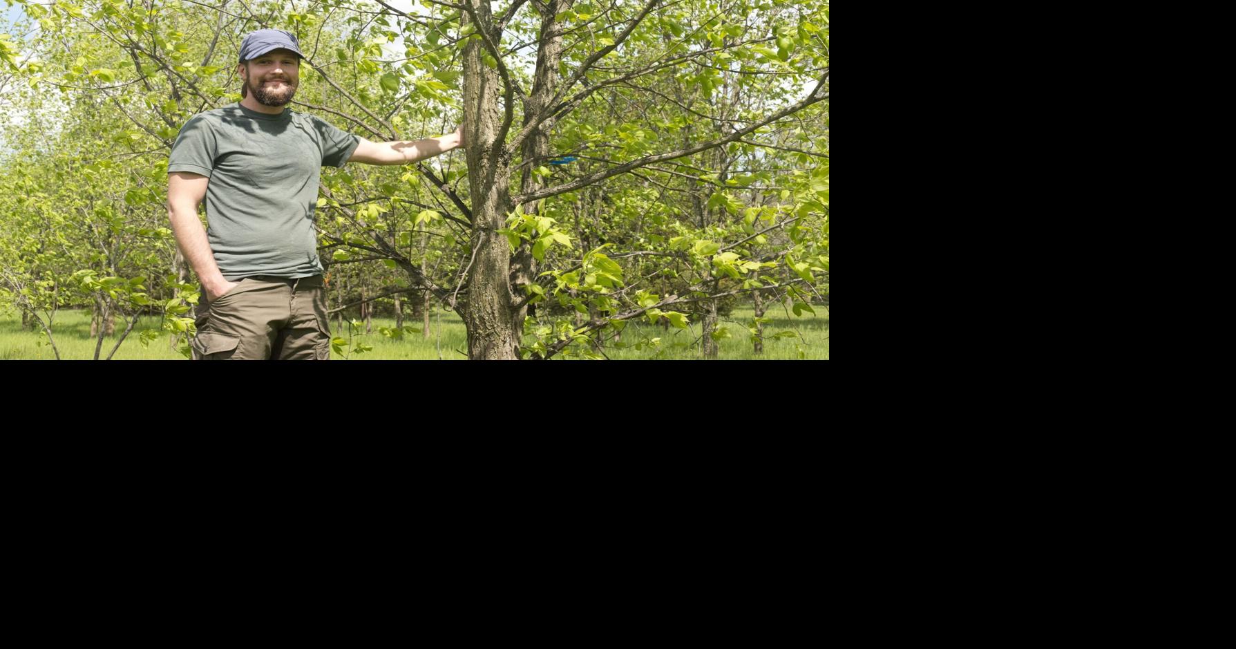 U of Guelph project looks to bring Parliament Hill elm back to life