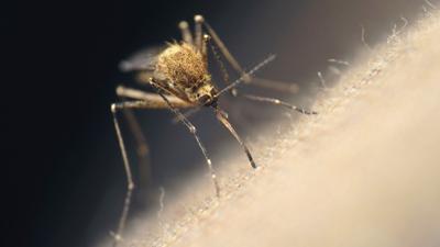 Mosquito and West Nile virus