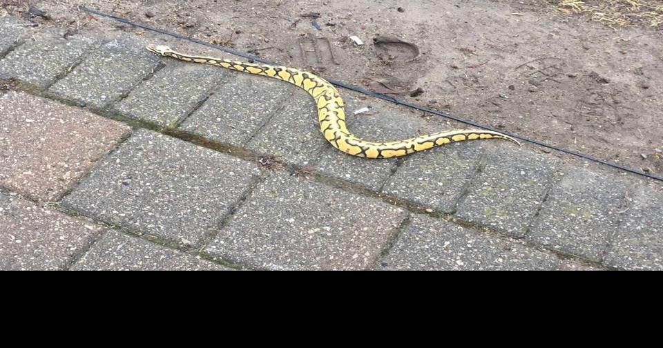 Escaped pet snake dies from its ordeal