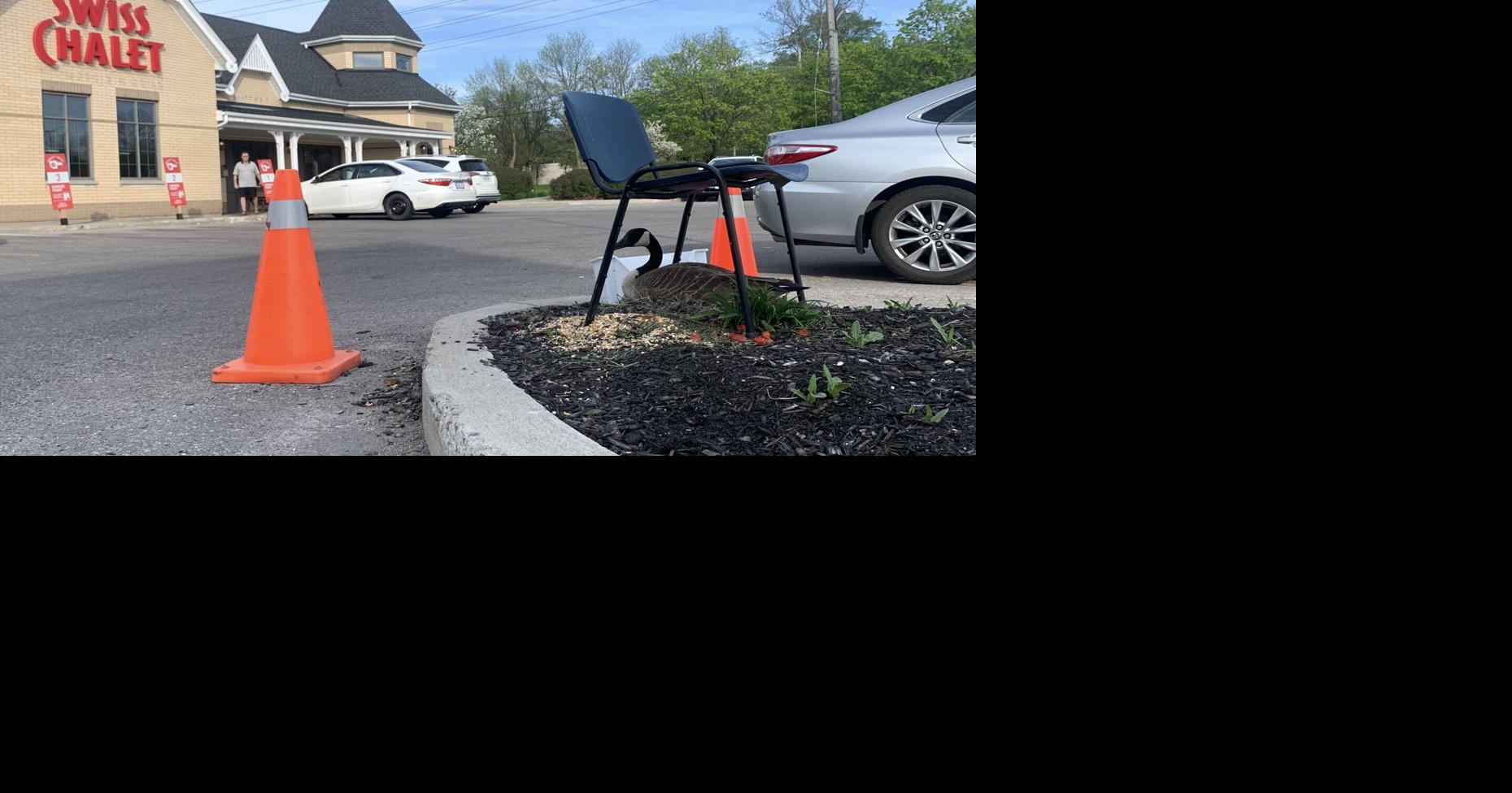 WHAT'S GOING ON HERE?: Canada goose nesting season in Guelph