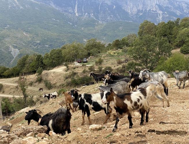 Goats CREDIT Suzanne Morphet.jpg