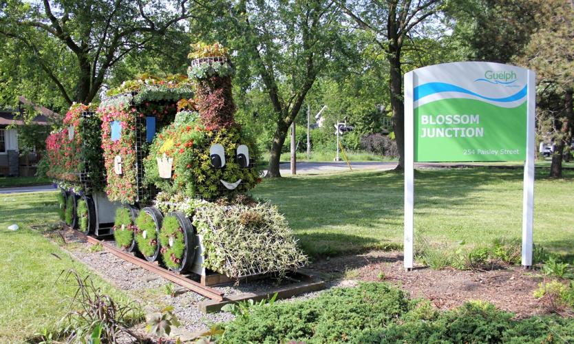 The buzz about Guelph's flower sculptures