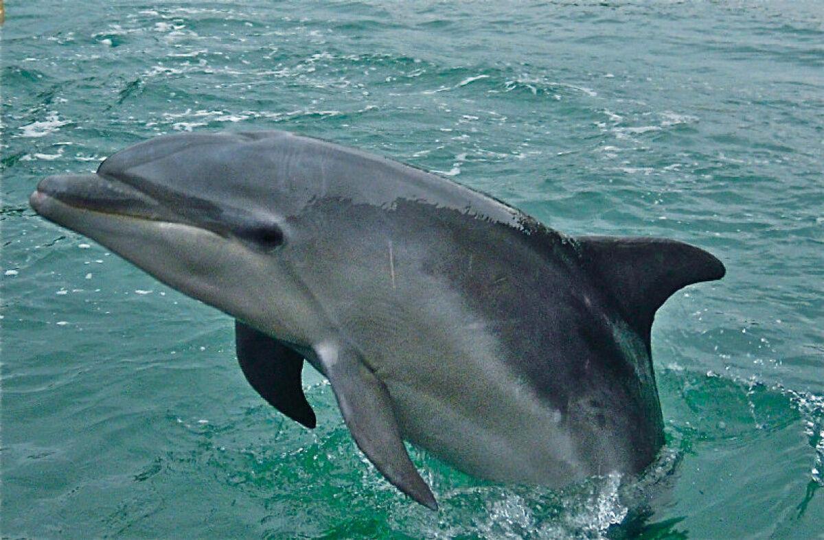 Japanese dolphin