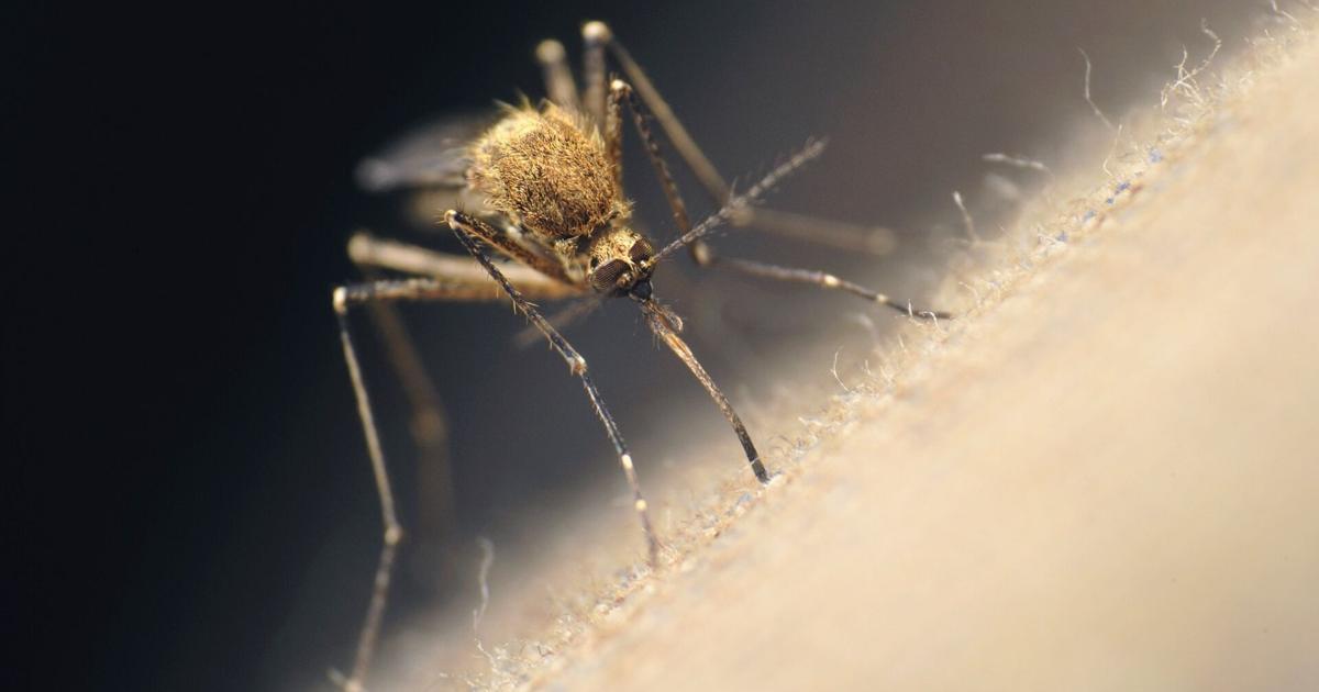 Mosquitoes bugging you this spring? You’re not alone