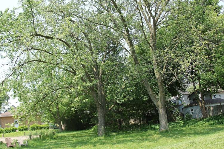 Trees at Hayes