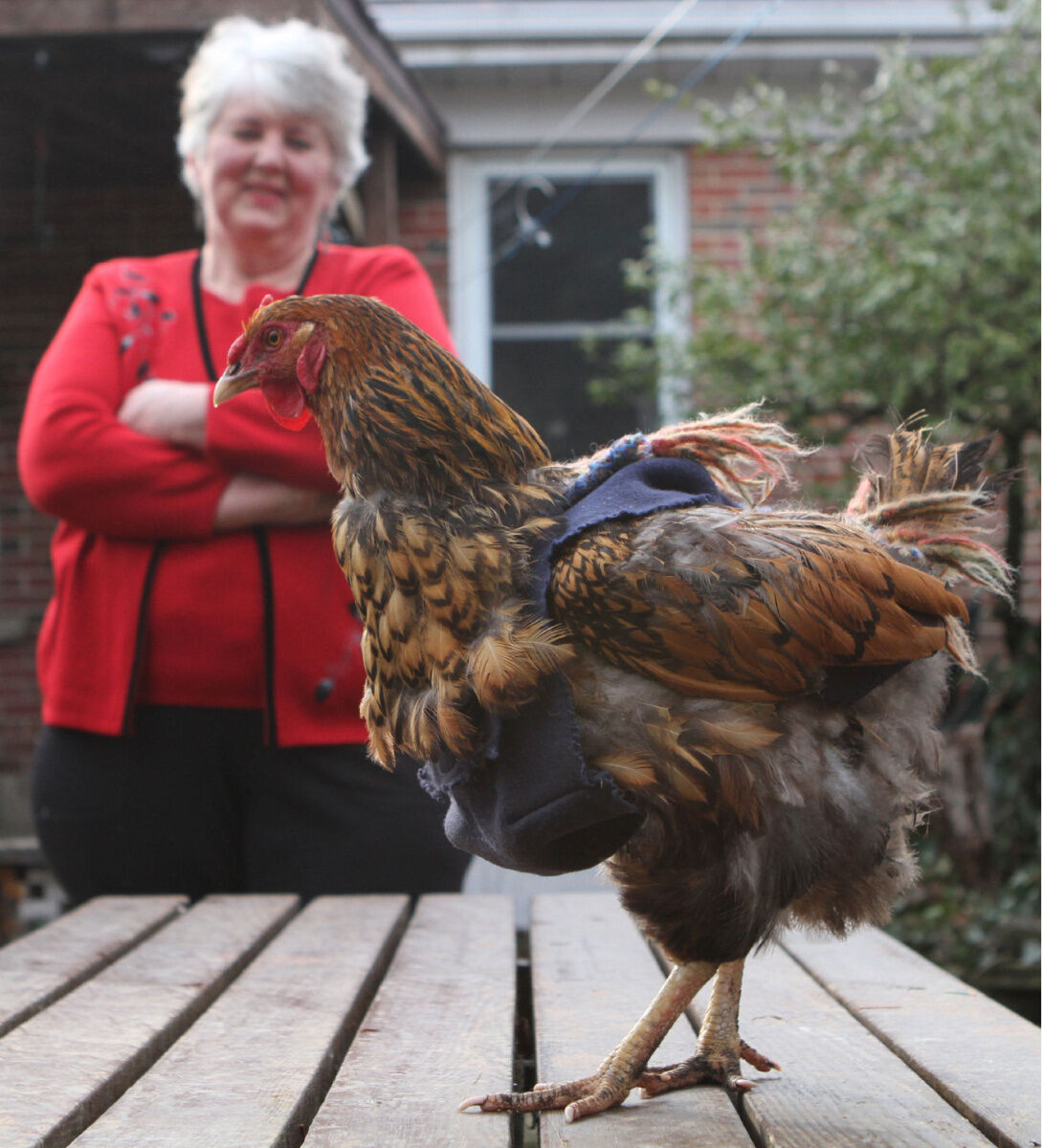 Guelph woman designs sweaters for her chickens