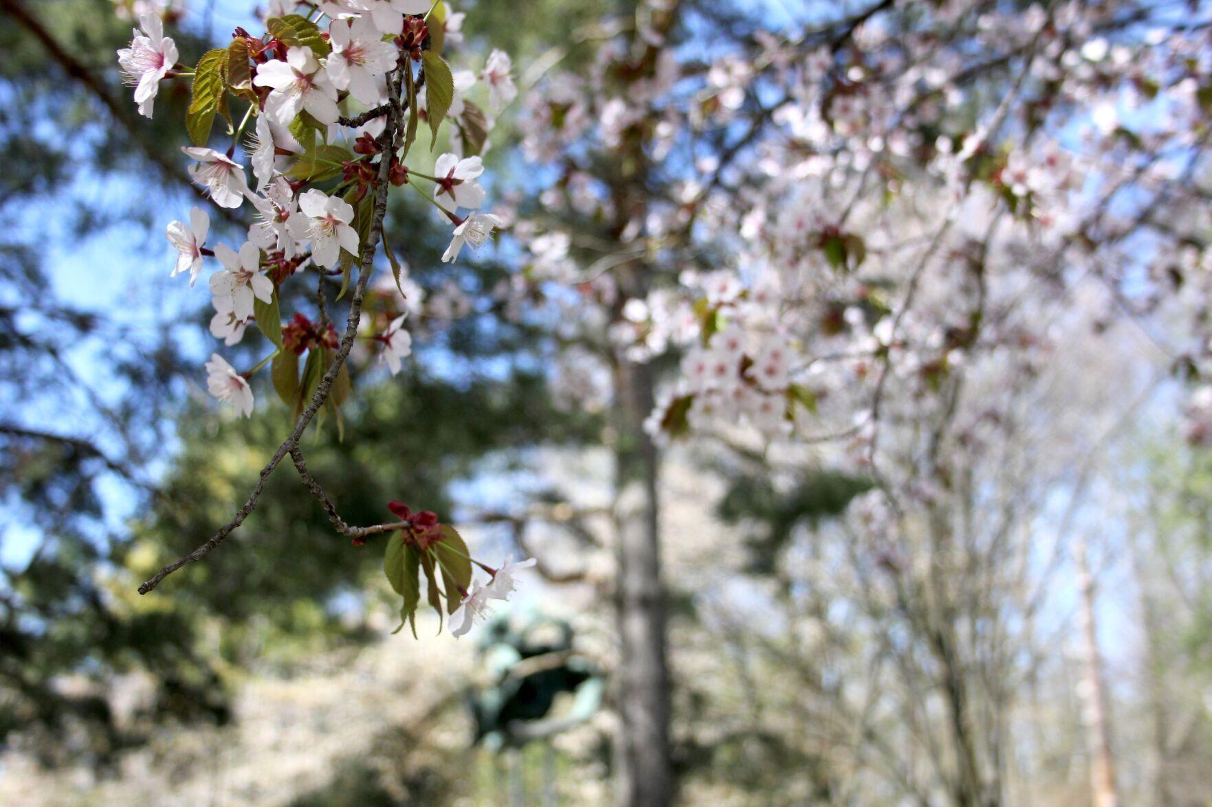 Where can I see cherry blossom trees in Guelph?