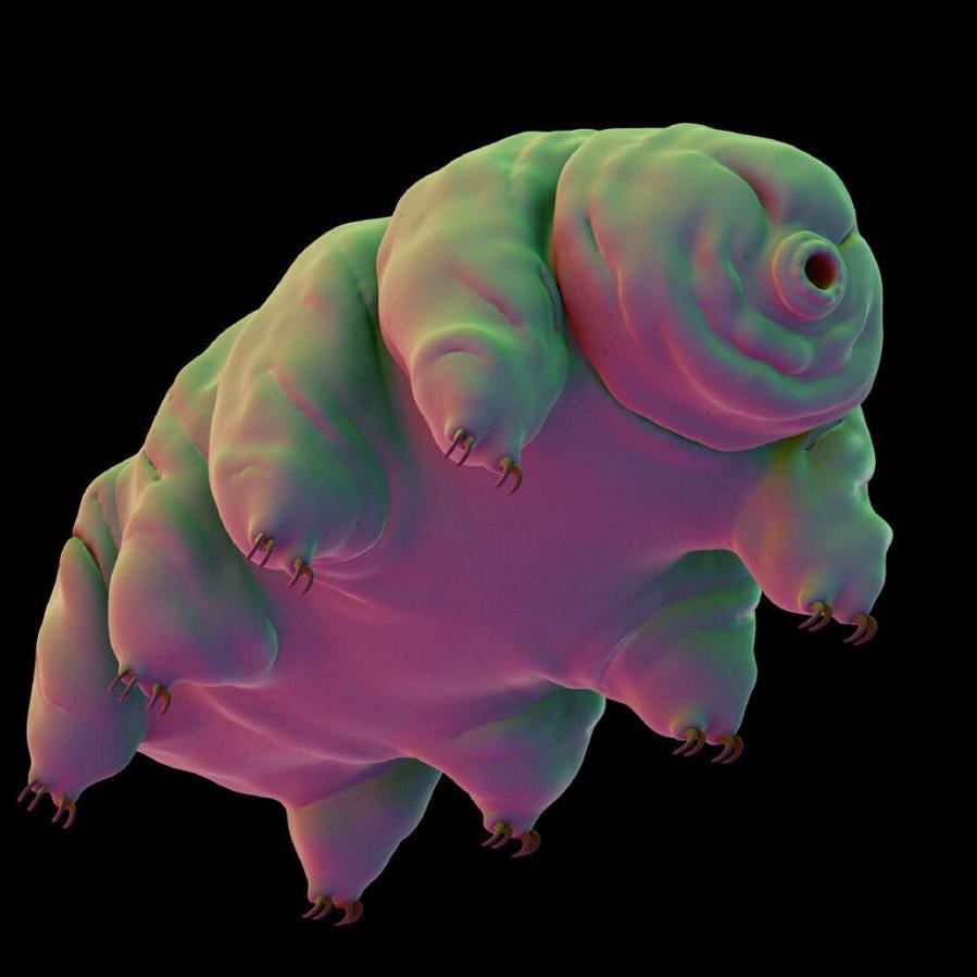 Tardigrades: the most indestructible animal on Earth