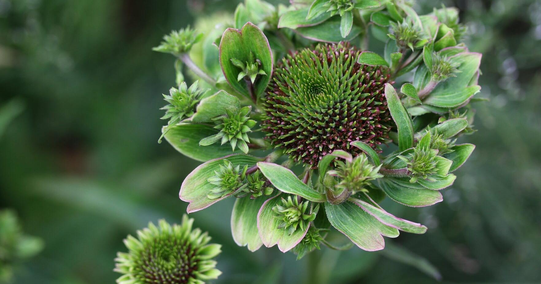 David Hobson discusses plants that have green flowers - Vimarsana News