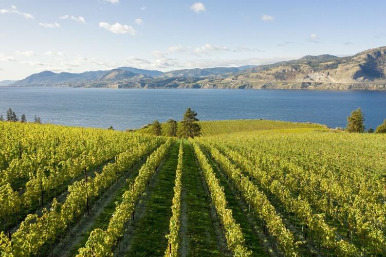 Mission Hill Vineyards CREDIT Mission Hill Family Estate.jpg