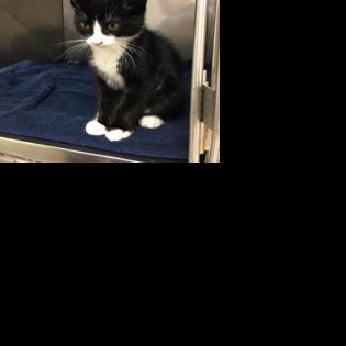 Four kittens rescued after being thrown from a moving vehicle near Guelph