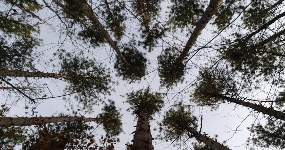 The politics of forest and greenspace - Vimarsana News