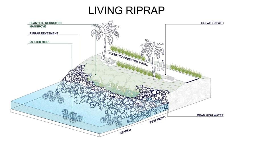 Living riprap combines natural and engineered flood defenses