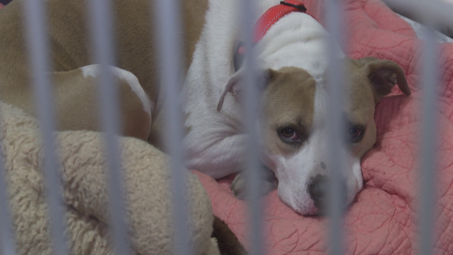 Animal shelter funding debate centers on care costs