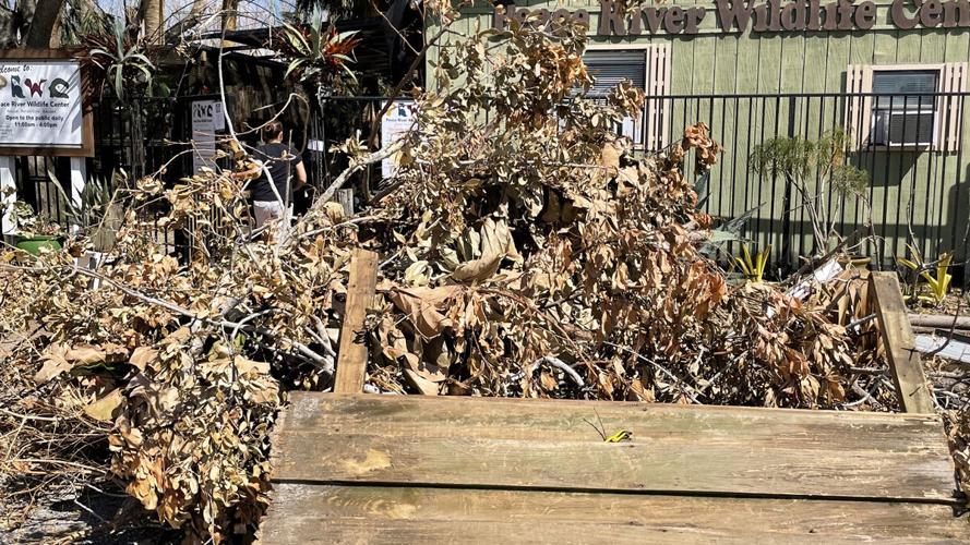 Hurricane Ian debris at Peace River Wildlife Center