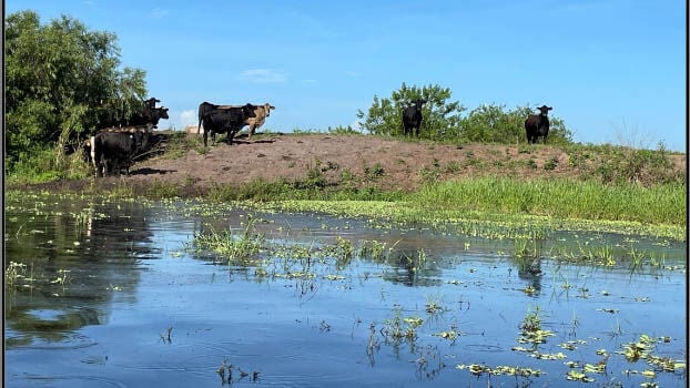 Cattle graze at Wildflowerz Ranch in Collier County