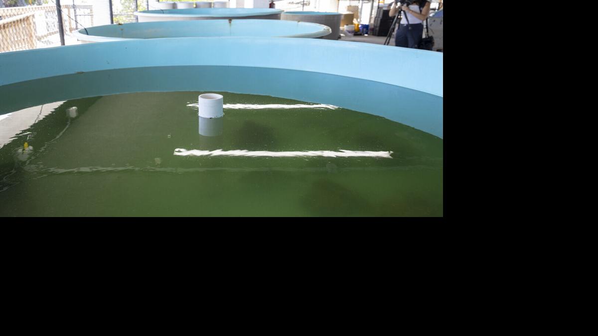 FGCU Vester Field Station aquaculture research tanks