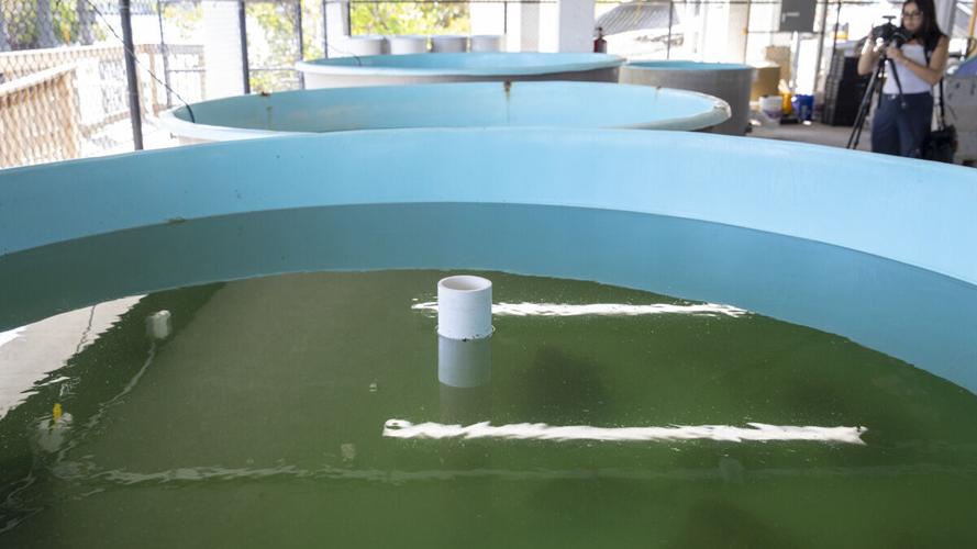 FGCU Vester Field Station aquaculture research tanks