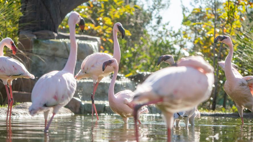Naples Zoo seeks certainty beyond 2039