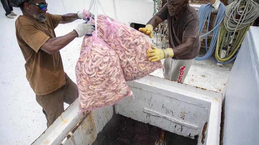 Crew unloads Gulf pink shrimp from the Big Daddy