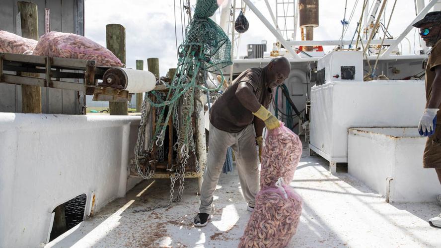 Gulf pink shrimp move from boat to dock