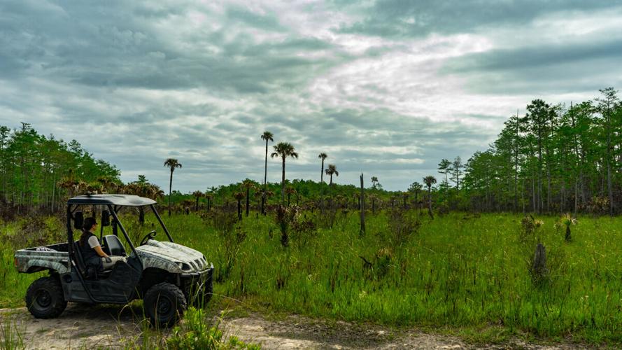 Wetlands serve as critical natural filters