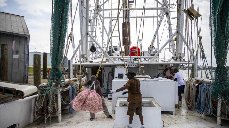 Gulf pink shrimp haul comes ashore on San Carlos Island
