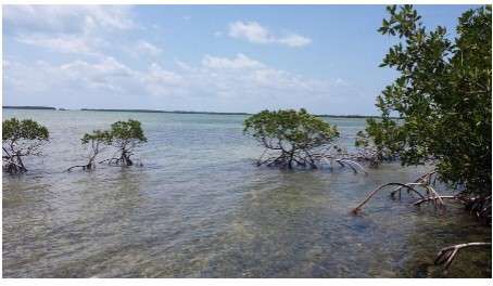 Fishing story mangroves by DEP