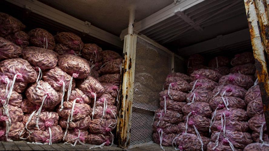 Thousands of pounds of Gulf pink shrimp fill the Big Daddy