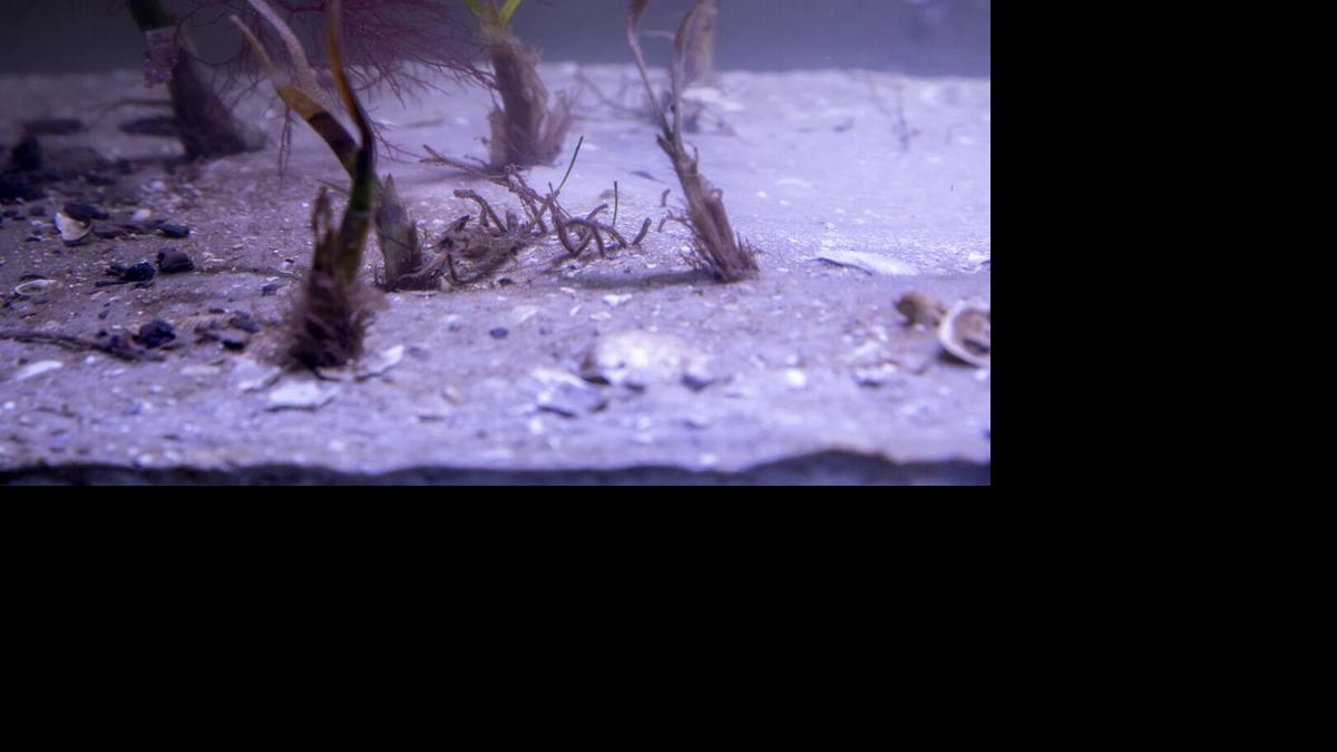 Marine habitat studied at Vester Field Station