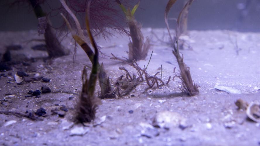 Marine habitat studied at Vester Field Station