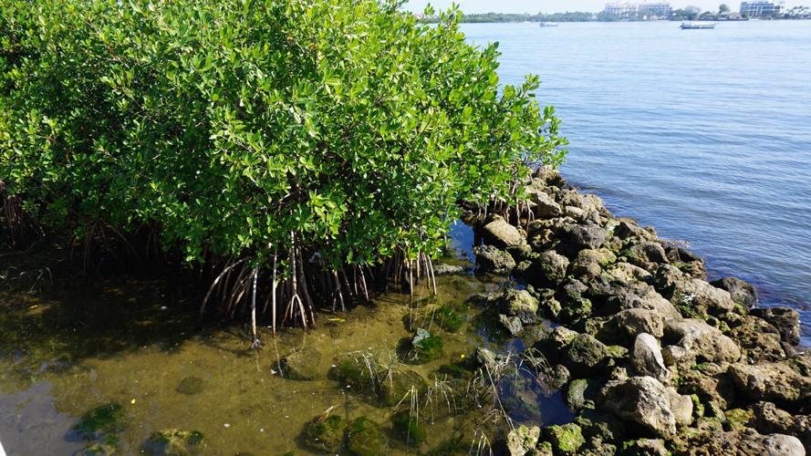 Mangroves demonstrate nature-based shoreline protection