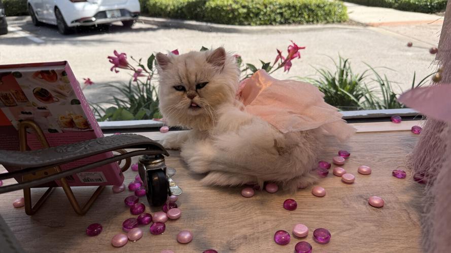 Persian cat greets shoppers at Wind in the Willows