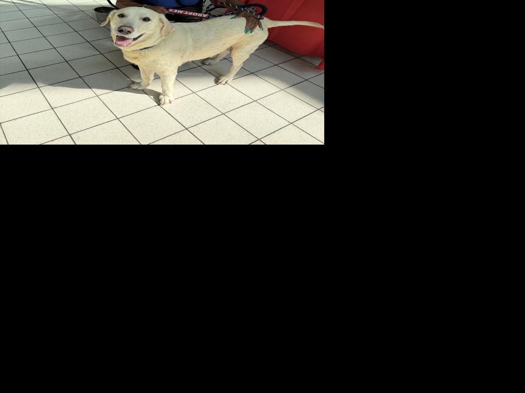 Volunteers highlight shelter's role in pet adoptions