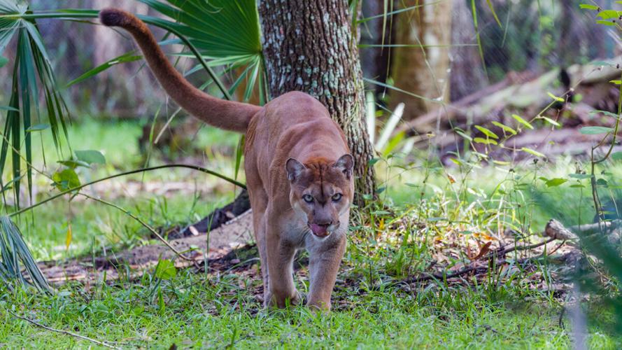 Florida panther habitat faces development pressure
