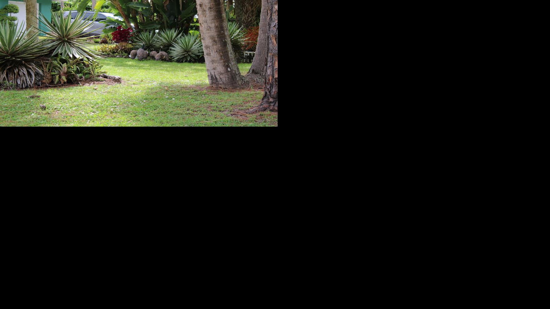 Flock of peacocks in Coconut Creek