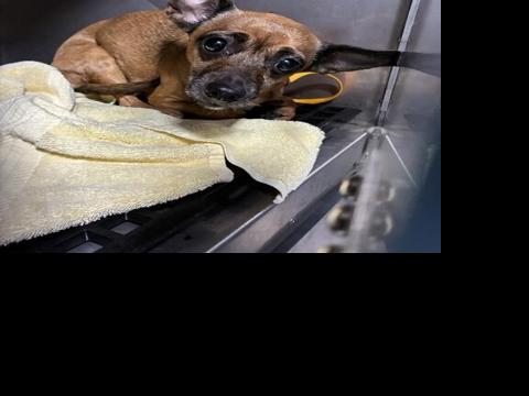 Lee County Domestic Animal Services lost pet.jpeg