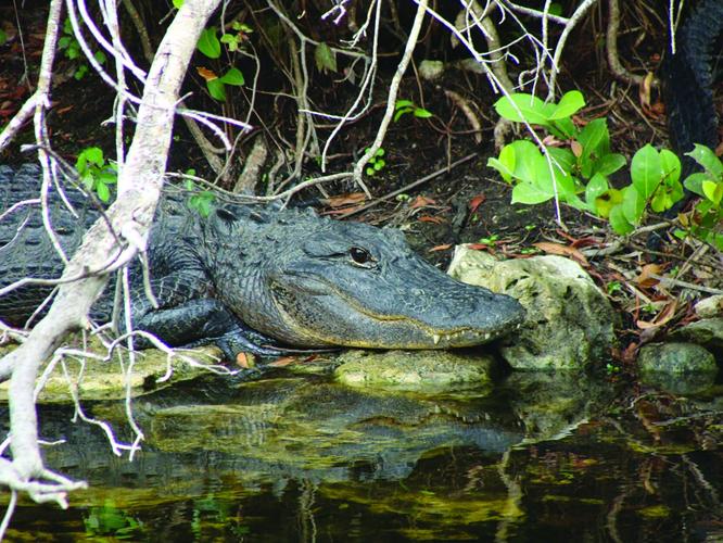 Big Cypress 8
