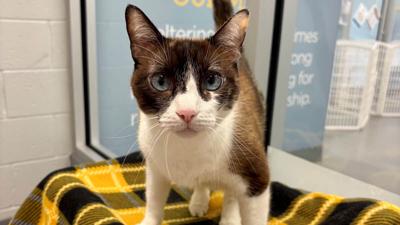 Von Arx Adoption Center focuses on feline adoptions