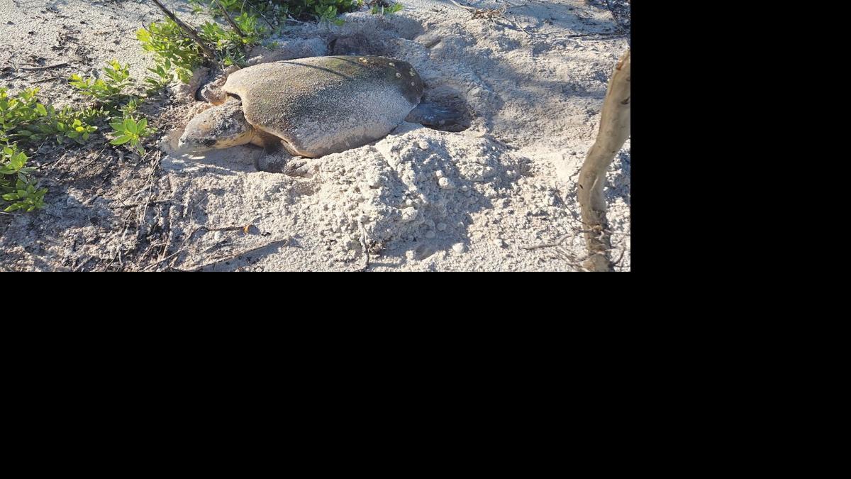 Rare daytime nesting by female loggerhead on Keewaydin Island (Photo credit Conservancy of Southwest Florida).jpg
